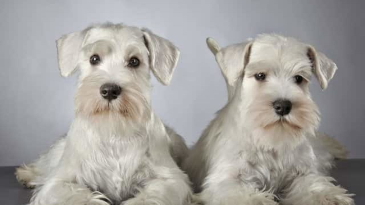 Nombres Para Perros Schnauzer 400 Ideas Para Tu Perro Schnauzer Nombres Para Perros Schnauzer 400 Ideas Para Tu Perro Schnauzer