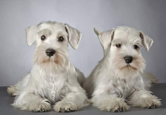 Dos perros schnauzer macho y hembra