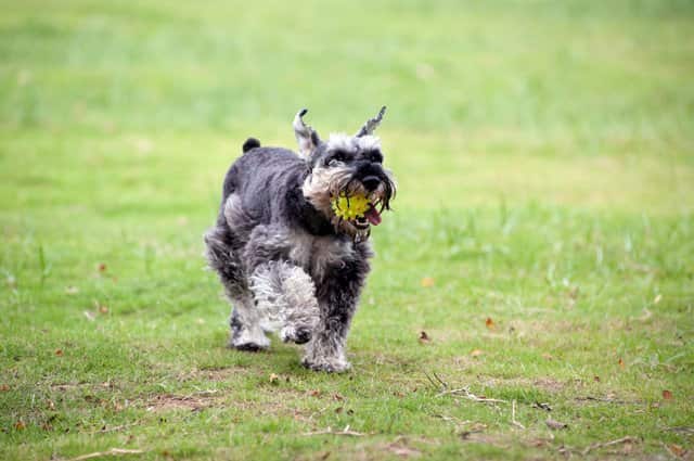 Macho llamado Félix con una pelota en la boca