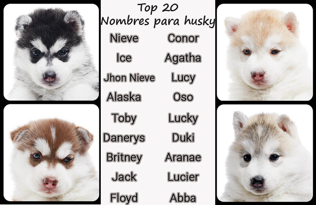 Nombres Para Perros Husky 101 Ideas De Nombres Para Husky Siberiano