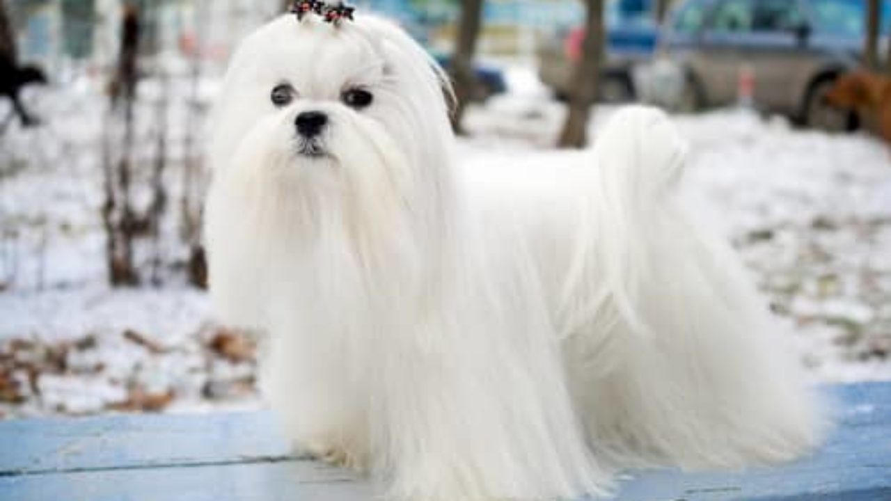 Nombres Para Perros Maltes 250 Nombres Para Tu Bichon Maltes Nombres Para Perros Maltes 250 Nombres Para Tu Bichon Maltes