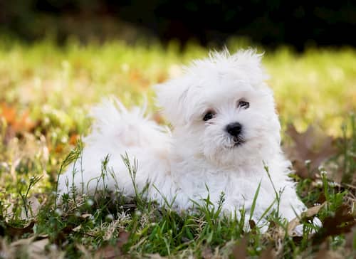 Nombres Para Perros Maltes 250 Nombres Para Tu Bichon Maltes