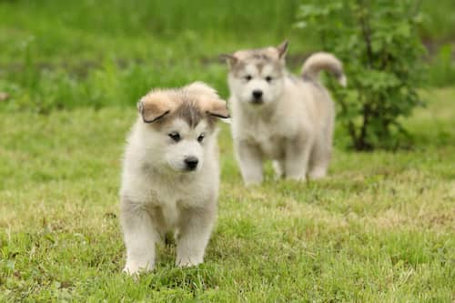 Cachorros de alaska