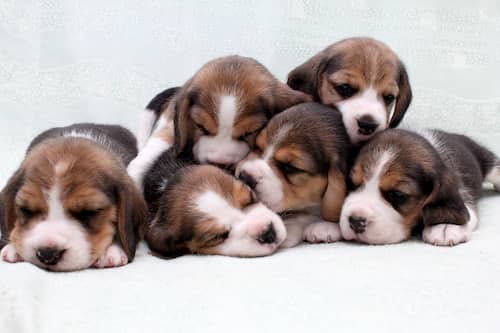 Cachorros ingleses de beagle