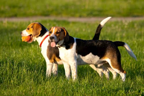 Dos hembras de beagle