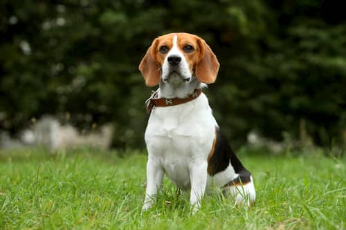 Beagle macho sentado en la hierba