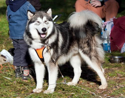 Nombres Para Perros Alaska 200 Ideas Para Tu Perro Alaskan Malamute