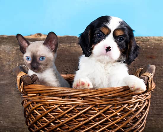 Cachorro blanco y negro junto a una gatita hembra