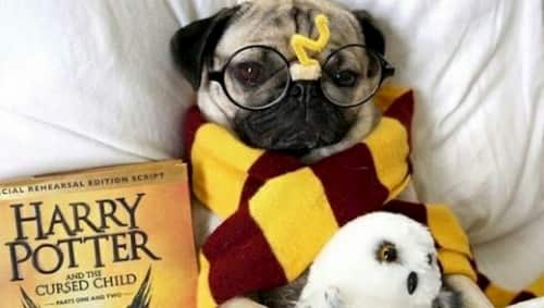 Perro harry potter