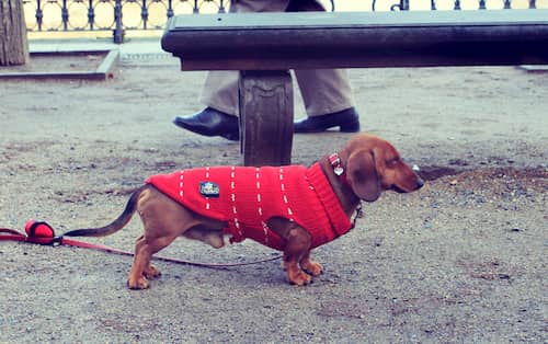 perro salchicha con abrigo rojo