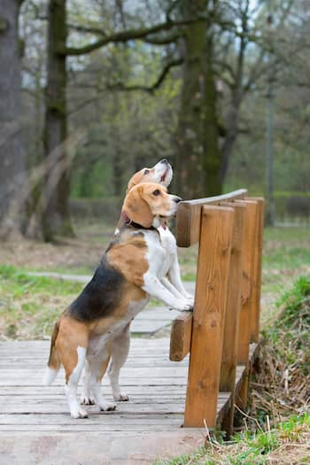 Perros beagle en un puente de madera