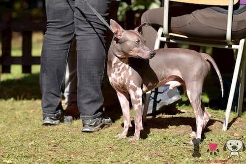 Nombres mayas para perros sin pelo