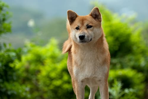 Shiba inu macho