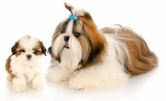 Hembra y cachorro shih tzu