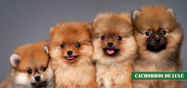 cachorros de lulú de pomerania