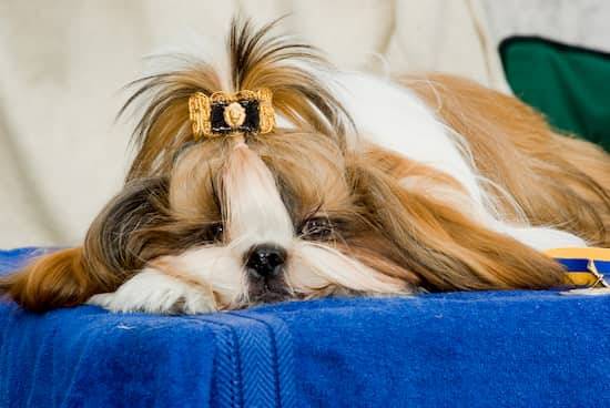 macho shih tzu pelo largo
