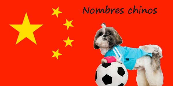 Mejores nombres chinos para perros