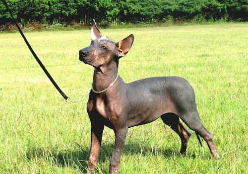 Macho de perro sin pelo con 3 años