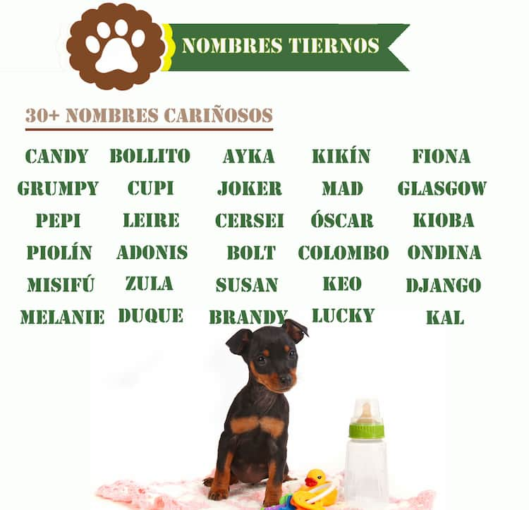 Nombres Graciosos Para Perros Hembras