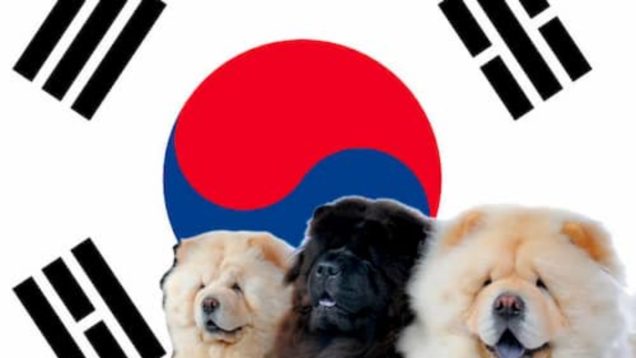Nombres Coreanos Para Perros 140 Nombres De Origen Coreano Nombres Coreanos Para Perros 140 Nombres De Origen Coreano
