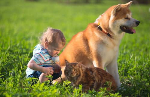 perro akita con un bebé