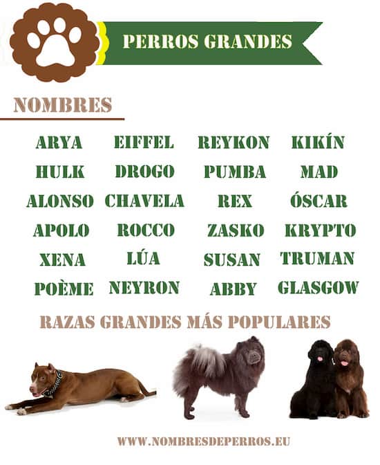 Apoyarse Vatio Concentración 500+ Nombres para Perros Originales y Bonitos | Machos y Hembras