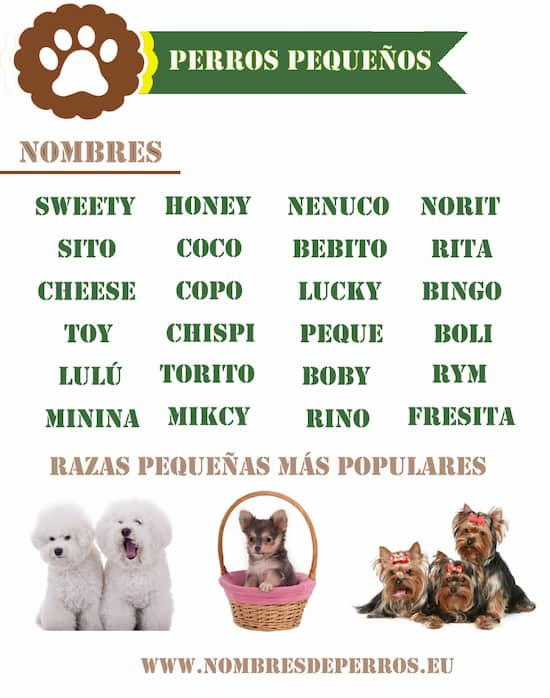 nombres para perros pequeños 