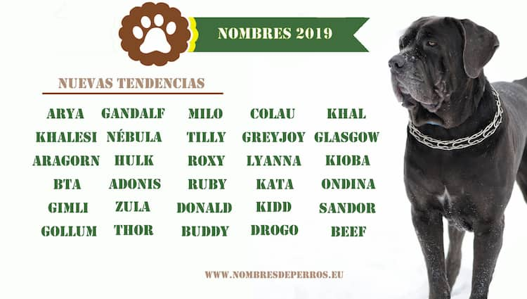 Nuevas tendencias de 2019 en nombres para perros