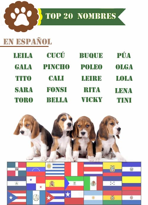 top 20 nombres de perros en español