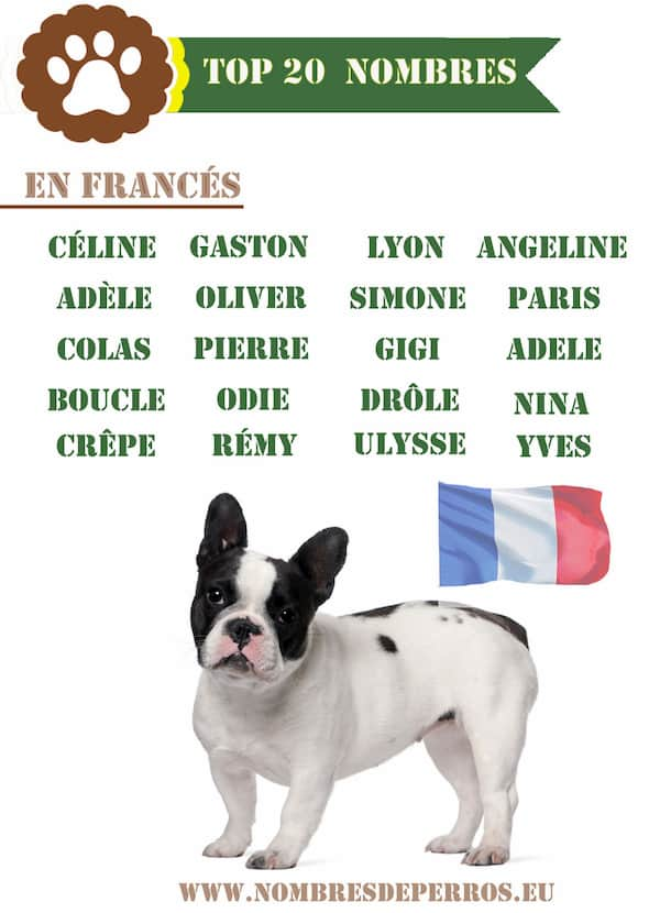 Mejores nombres de perros en francés