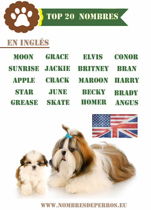 top 20 nombres de perros en inglés