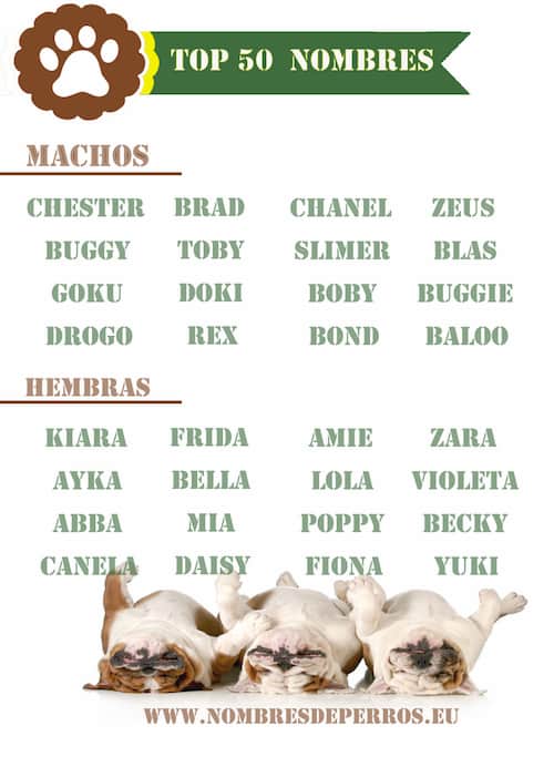 top 50 mejores nombres de perros