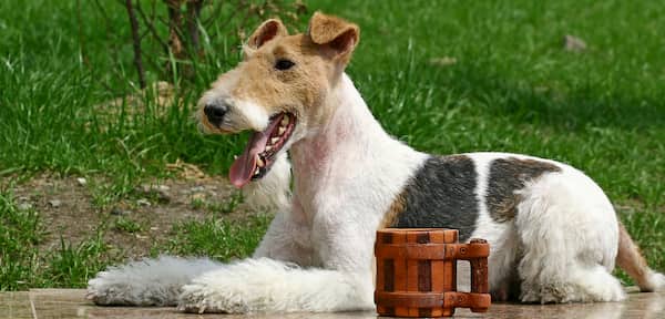 Nombres rusos para la raza wire fox terrier