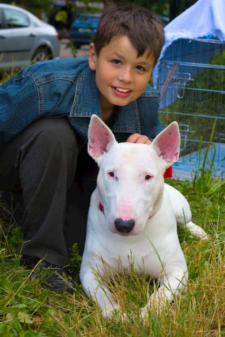 Nombres Para Perros Bull Terrier Nombresdeperros Eu Nombres Para Perros Bull Terrier Nombresdeperros Eu