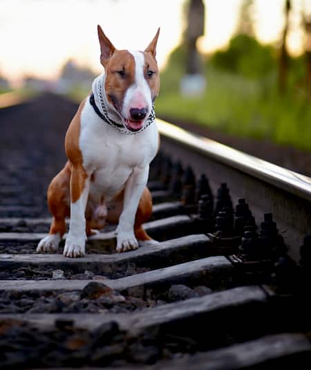 Bull terrier en la vía del tren