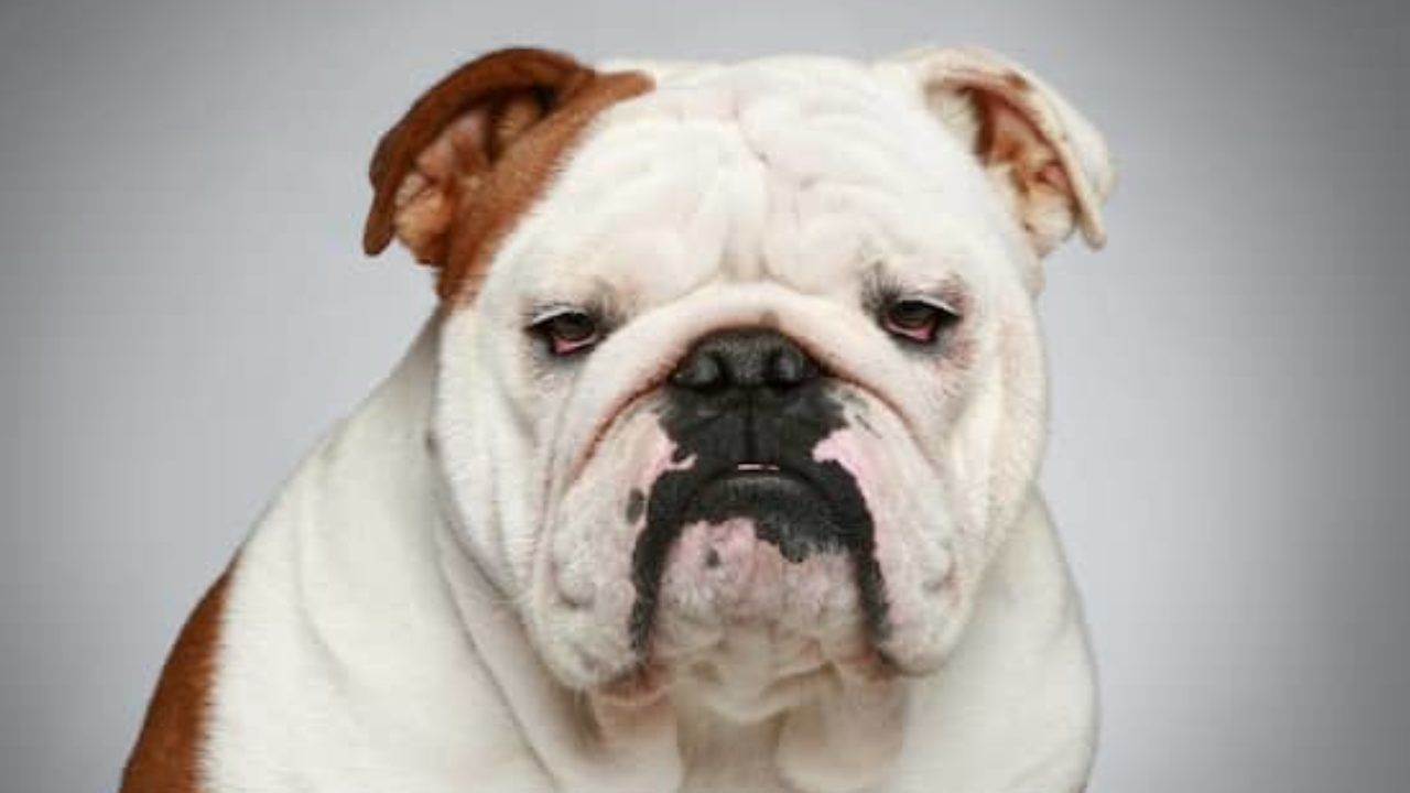 Nombres Para Perros Bulldog Nombresdeperros Eu Nombres Para Perros Bulldog Nombresdeperros Eu