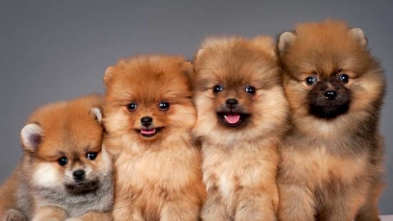 255 Nombres Para Perros Pomerania Nombresdeperros Eu