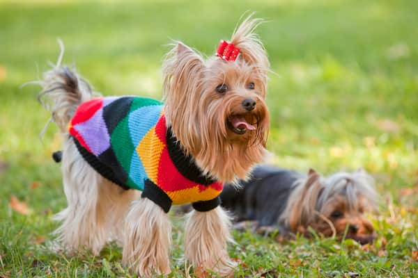 Nombres Para Perros Yorkshire Terrier 275 Nombres De Yorkys