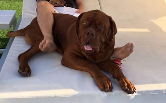 hulk el perro de messi