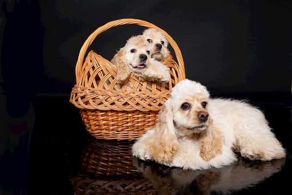 Madre Cocker con sus cachorros en una cesta