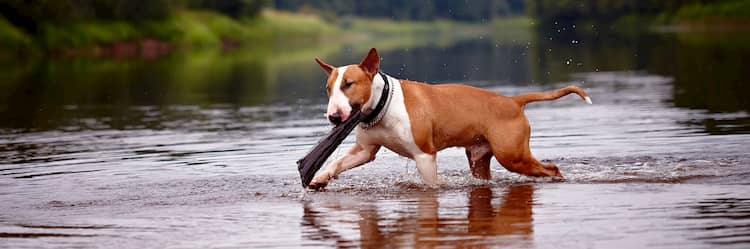 Nombres para bull terrier