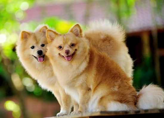 nombres perros pomerania