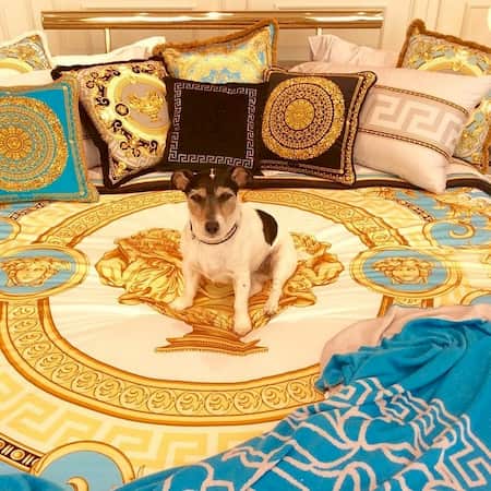 audrey perro famoso de donatella versace