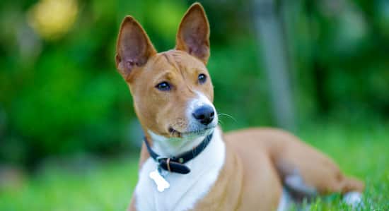 basenji raza de perro africana