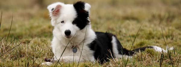 cachorro border collie blanco y negro 