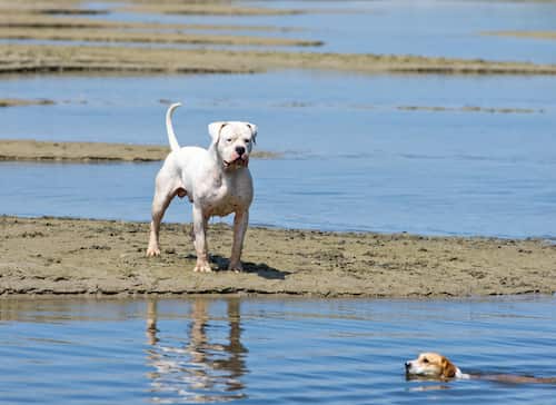 dogo argentino hembra
