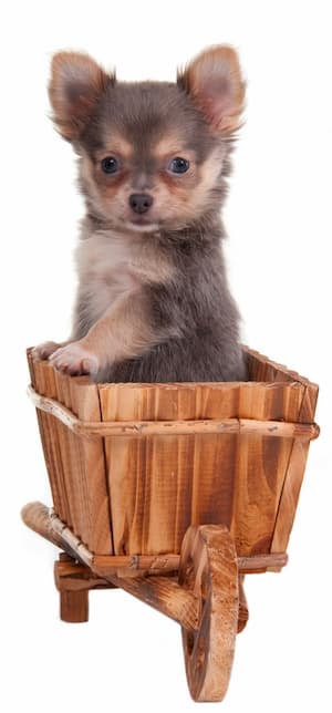 hembra chihuahua