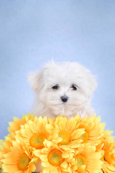 machito de bichón maltés 