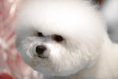 nombre raza pequeña y peluda Bichon frise