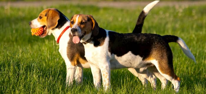 nombres de perros cazadores beagle
